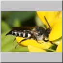 Coelioxys elongata - Kegelbiene w01c 10mm.jpg